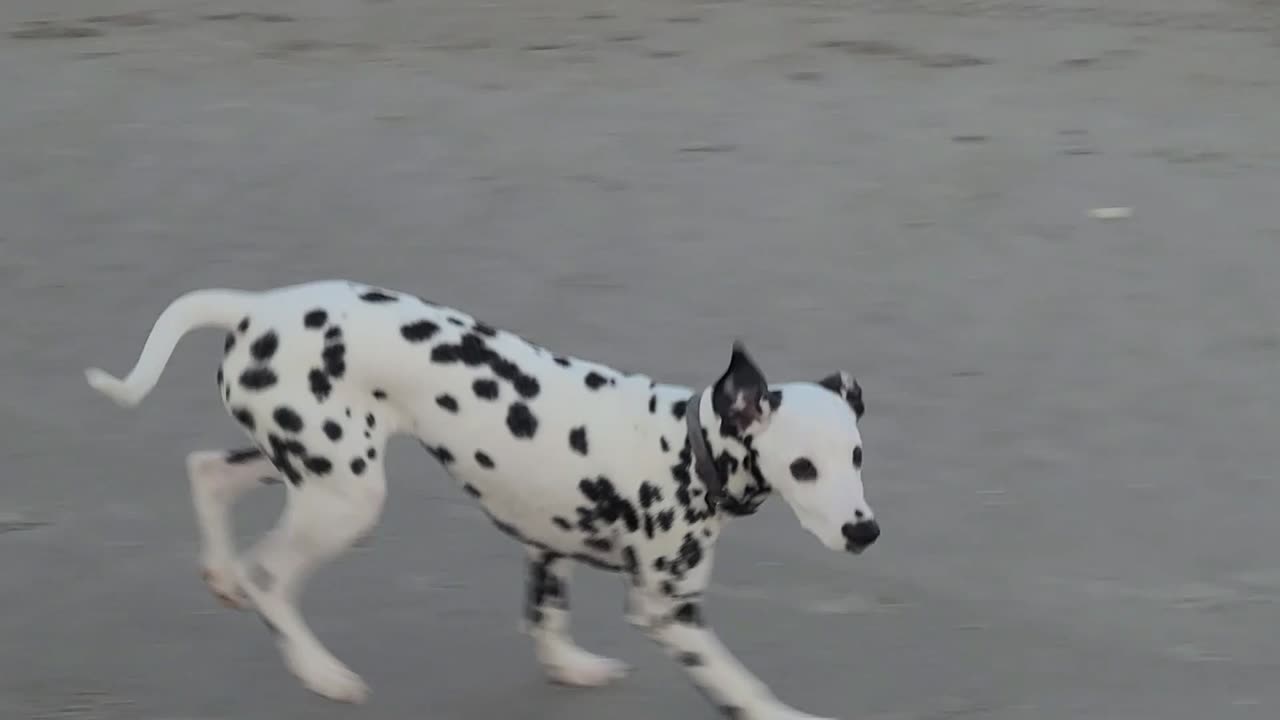 Unleashing Luna's fun at the beach