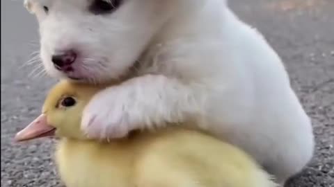 Small Dogs Love Duck As His Family