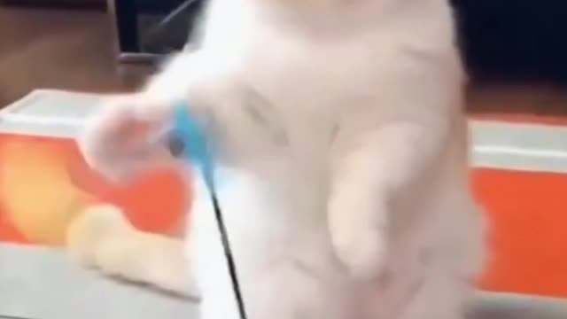 Cute cat playing...