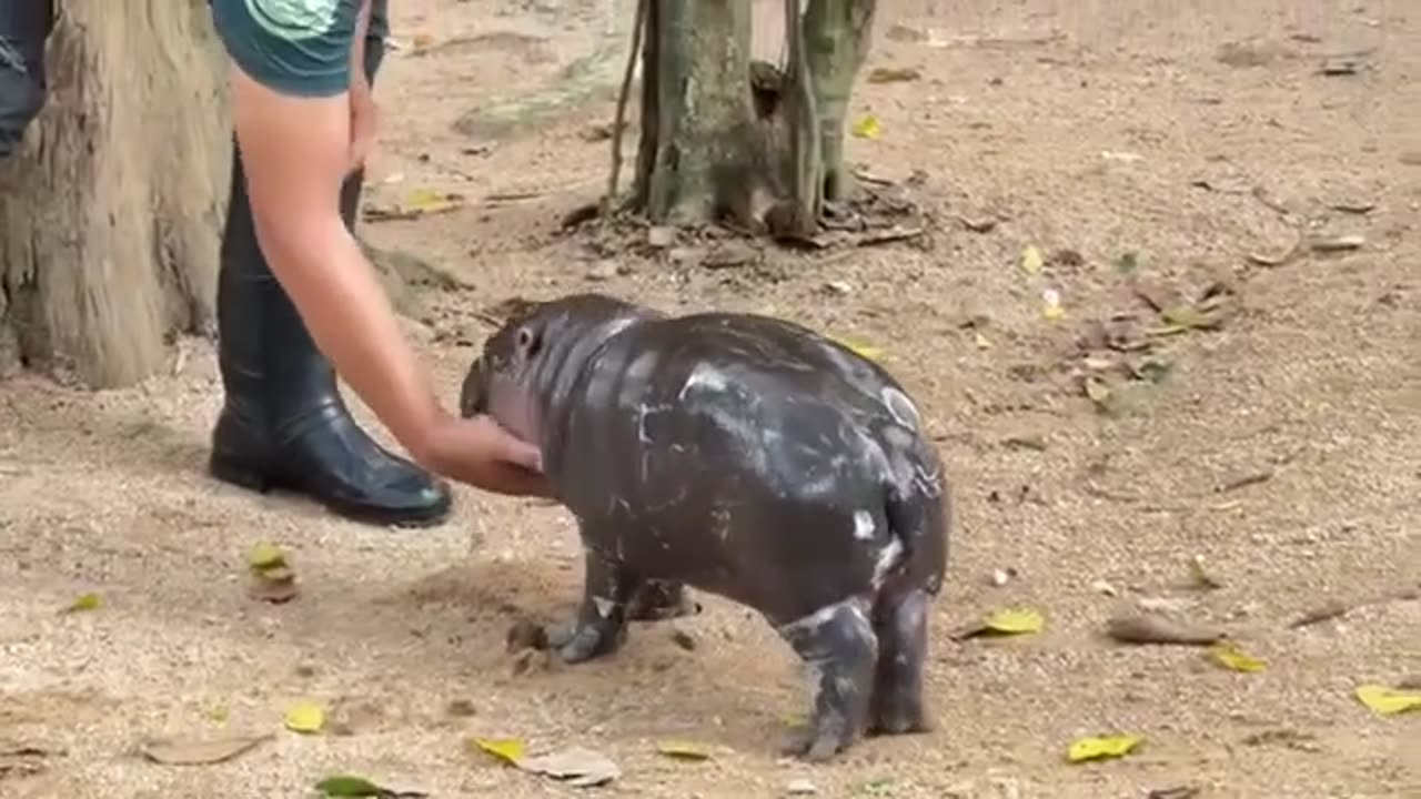 Black Mother Hippo & Kid