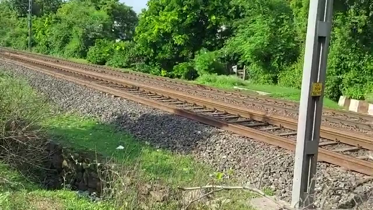 Animal Hit by High Speed Train