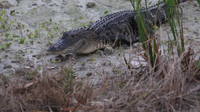 Backyard Alligator