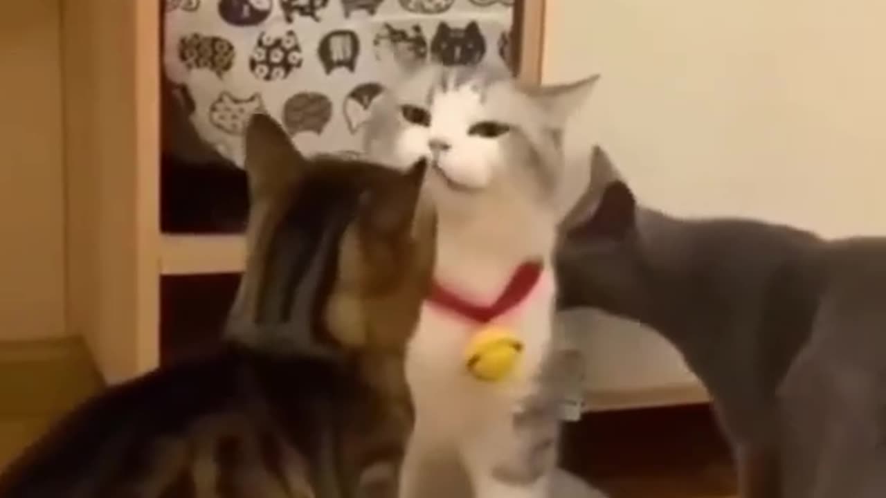 Funny Cats