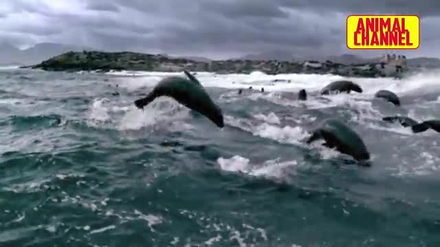 Most Incredible FISH Attacks | Great White Shark vs Seal, Eel vs Crab, Crocodile and other Animals