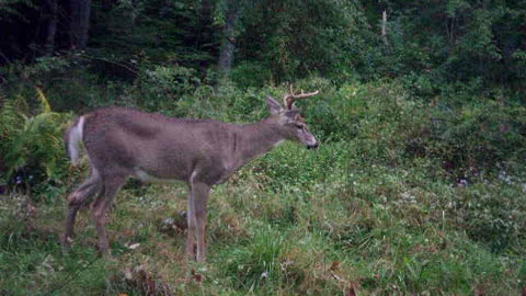 Nice PA 8 pt buck out in daylight