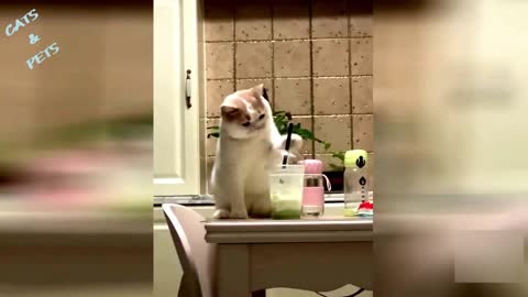 Cat 2021 comedy _ funny videos