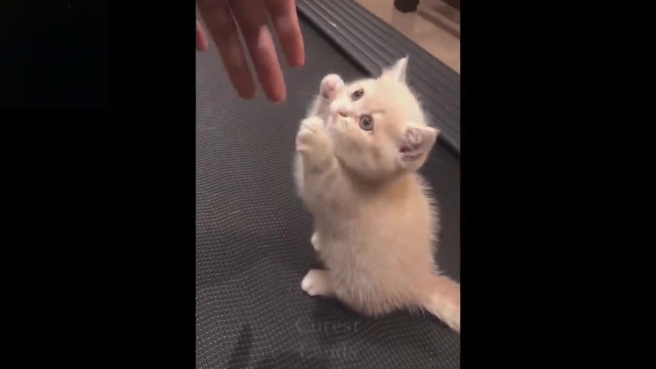 BABY PETS - CATS FUNNY VIDEO