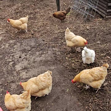OMC! We compete for treats! Backyard flock of chickens! #chickens #backyardchickens #treats #shorts
