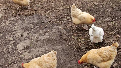 OMC! We compete for treats! Backyard flock of chickens! #chickens #backyardchickens #treats #shorts