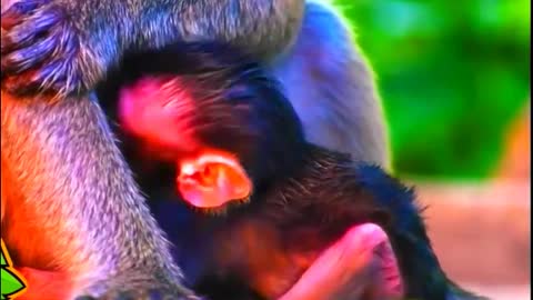 Newborn Baby Monkey with Big Family monkeys - Monkey Animals 023