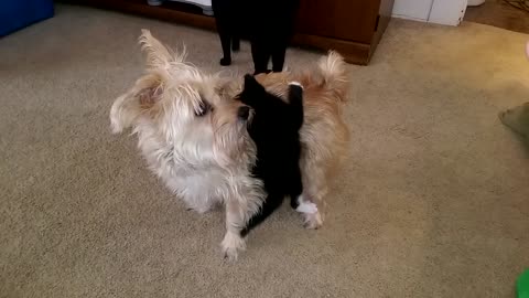 A Kitten Rides Atop a Dog's Back