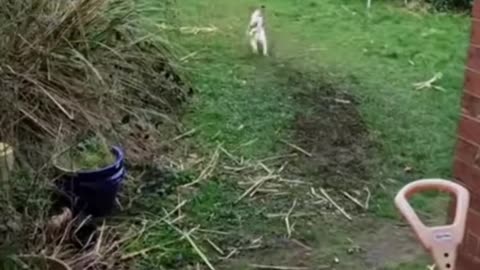 😂cat scared the 🐕😂,laugh out loud😂