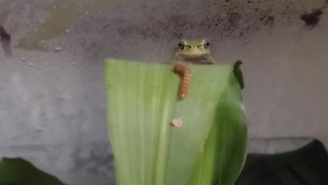 Mealworm Eating Frog