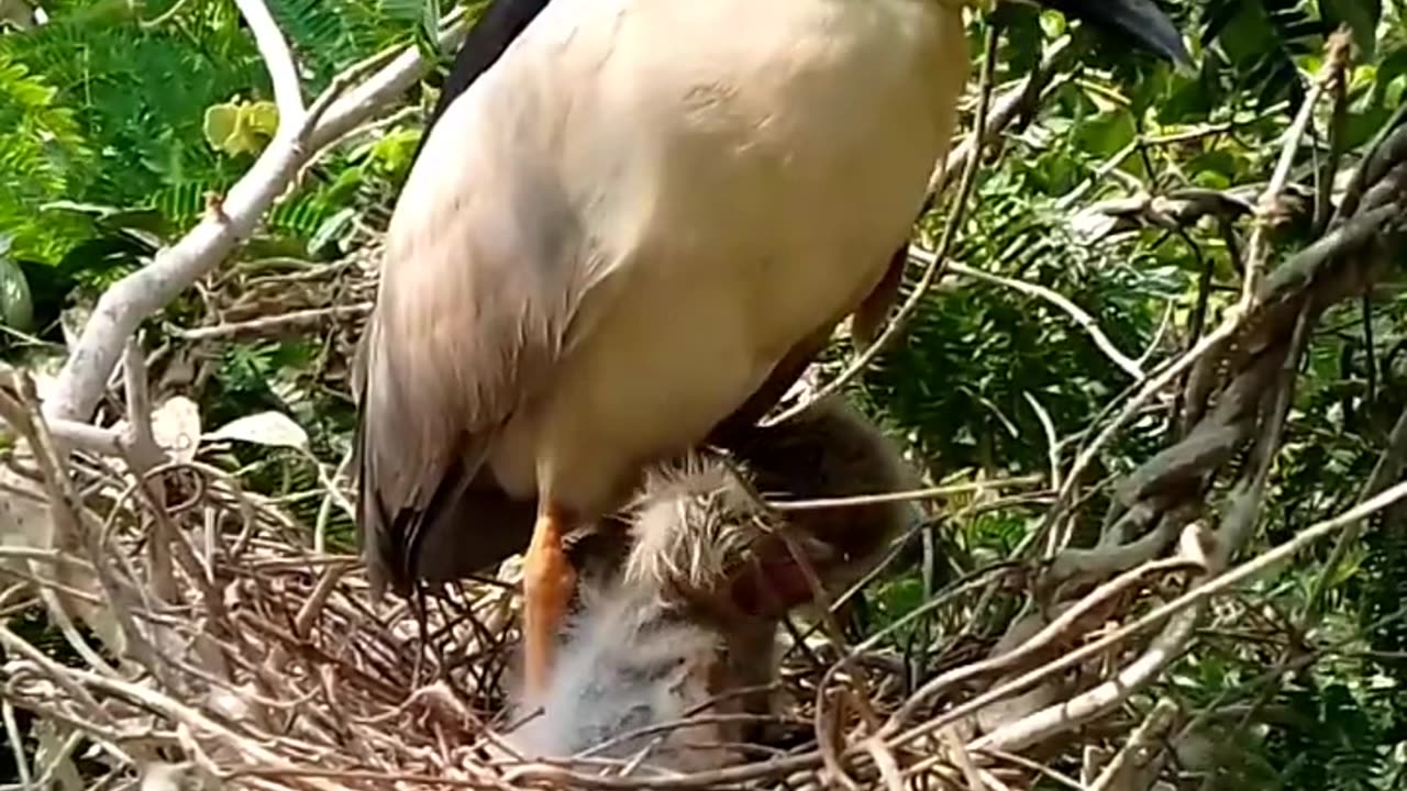 animal video