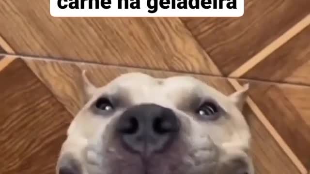 When my owner drops the meat
