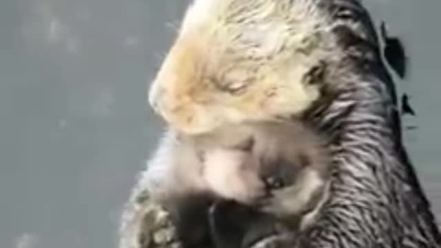 Amor de mãe