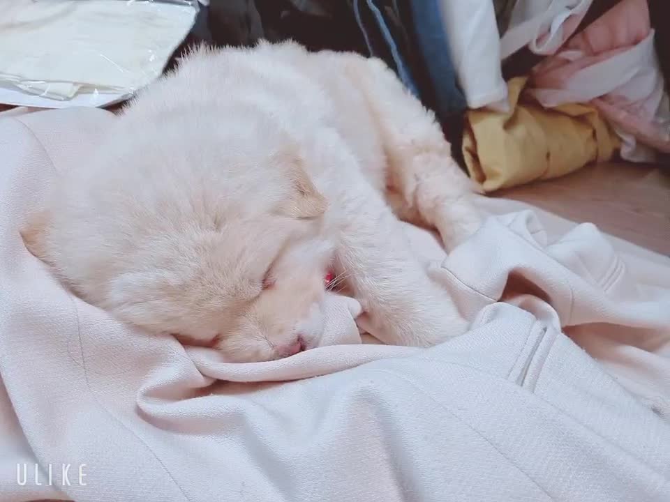 Angel puppy