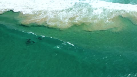 Lovely and smart dolphins