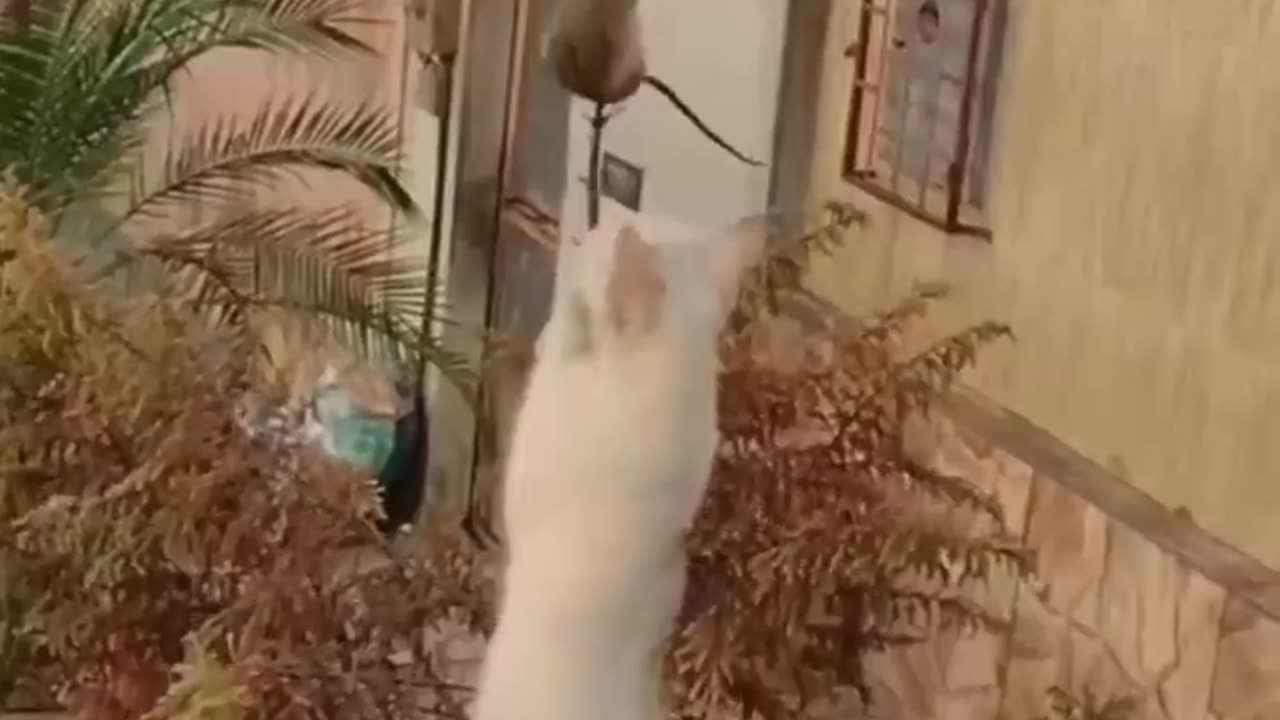 Funny Animal Videos Compilation 02