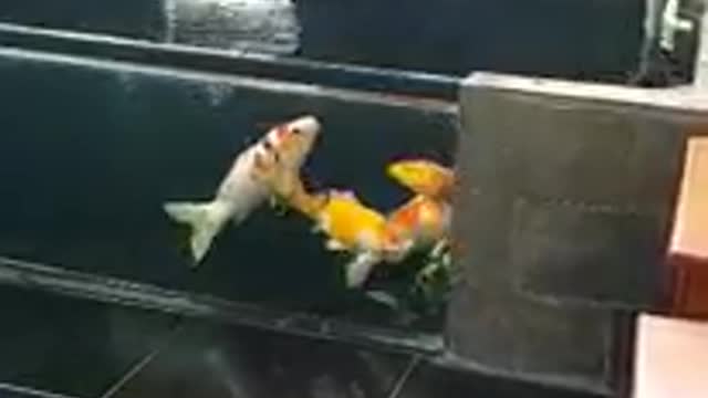 Koi fish pond collection