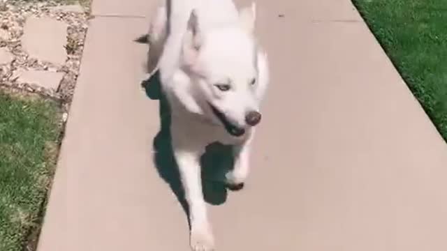 Perros Felices, Happy Dog🤪😎.