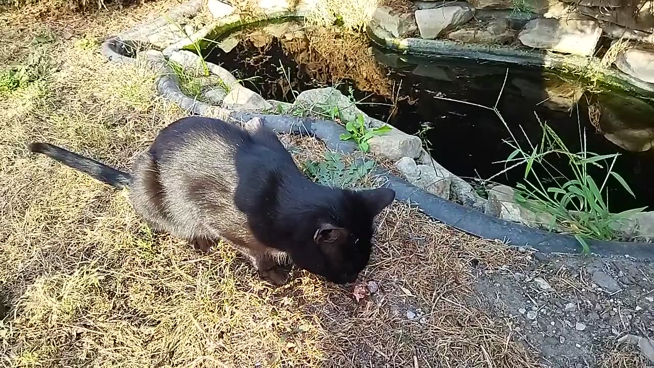 Cat Eating by a Small Waterbody