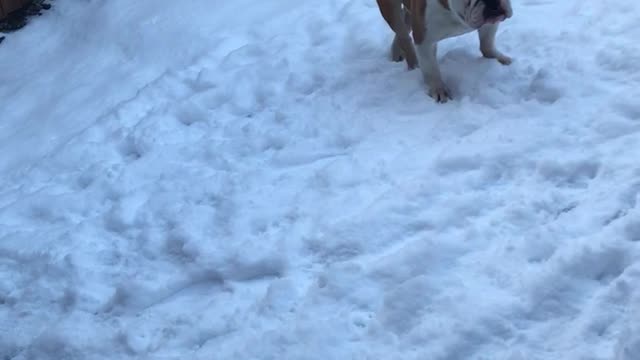 Play time in the snow