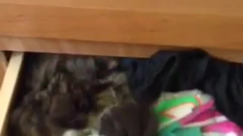 Cat hiding in the drawer underneath clothes