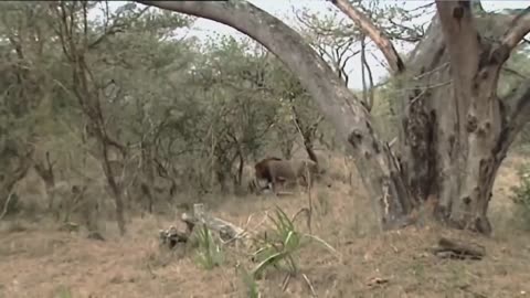 African Lions | National Geographic Documentary