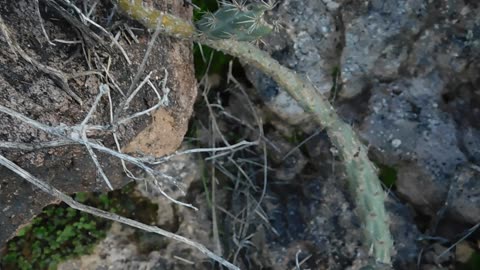 Cholla Growing Like A Vine