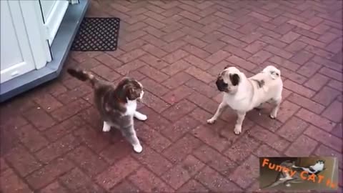 Dog Meets Cat For First Time Reaction