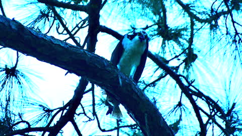 Osprey feeding