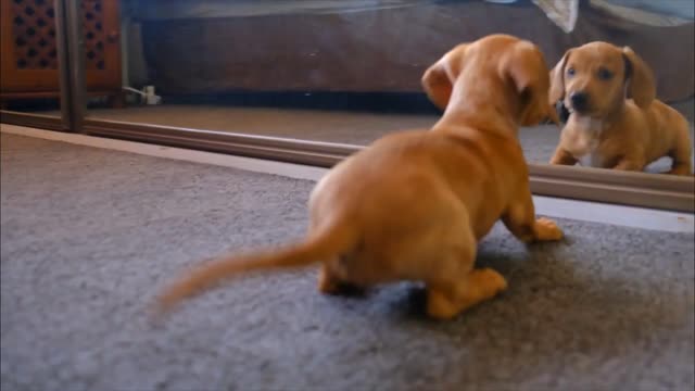 cute puppy and mirror