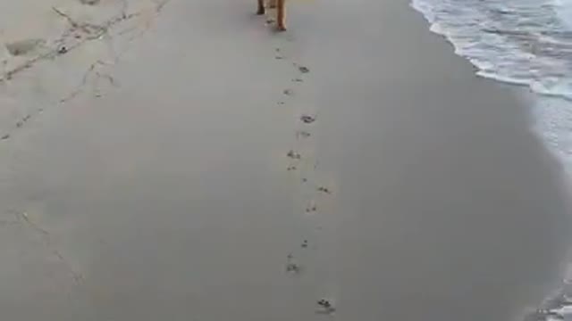 uno one dog
