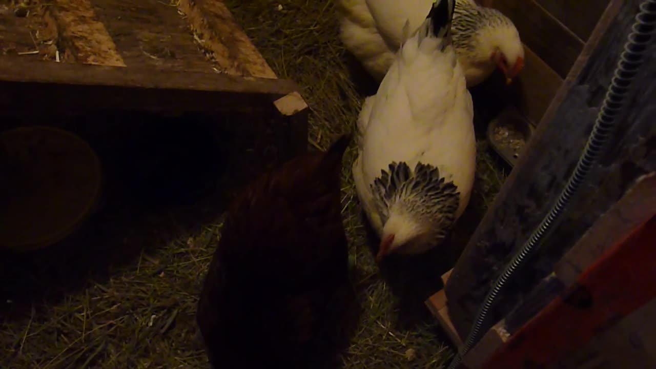 Cold weather chicken coop temperature control Episode 46