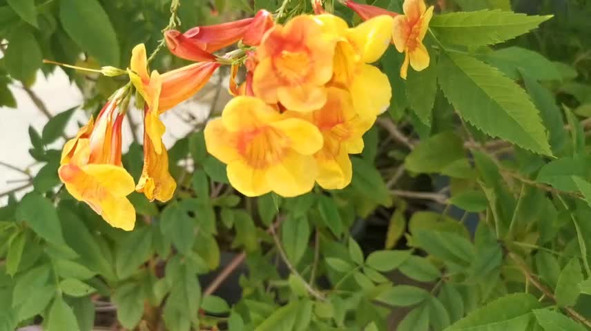 Beautiful yellow flowers like trumpet