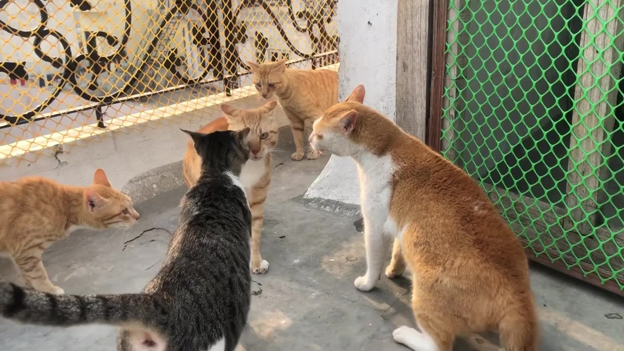 Cat_fight_extreme_sound_#viralvideo😴🥰