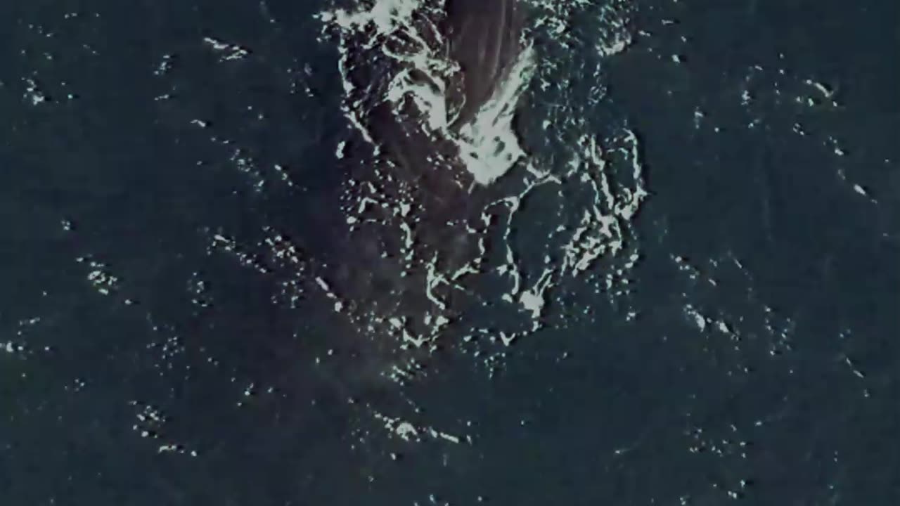 Shark vs. Whale: Who Would Win the Fight?" #facts #amazinganimalfacts #animals