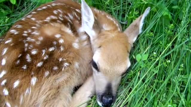 Newborn Fawn meets Golden Retriever for the first time.