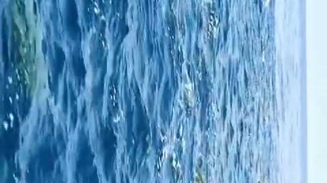 The fish are swimming happily in the river and dancing beautifully.