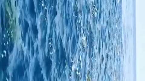 The fish are swimming happily in the river and dancing beautifully.