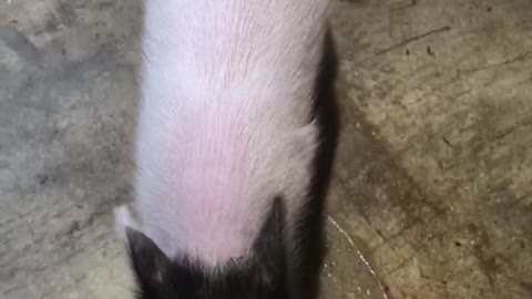 A little pig smells man's hand