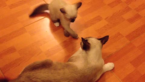 siamois cat