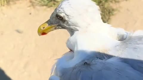 Howard Beach, NY - What is happening here?