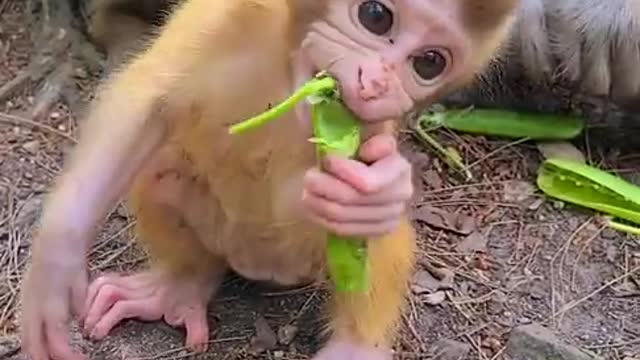 Try don_t laugh _ Some monkey funny clips collection(1080P_HD)