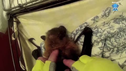 Rescuing a flying-fox hanging low; this is Tambourine