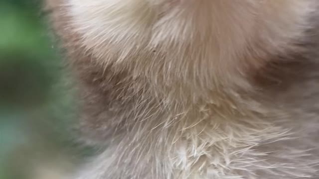 Beautiful hen video .cute hen baby
