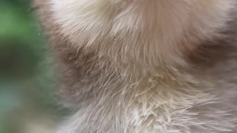 Beautiful hen video .cute hen baby