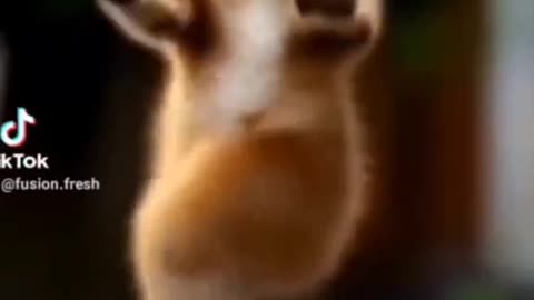 Dancing cat, cute Dancing Cat