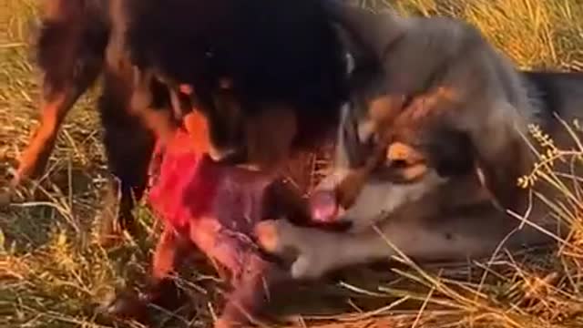 Aggressive Rottweiler Puppy